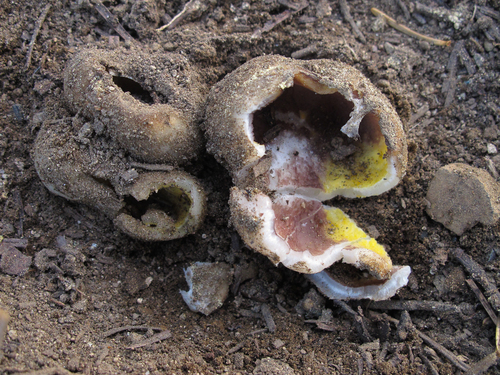 Sarcosphaera