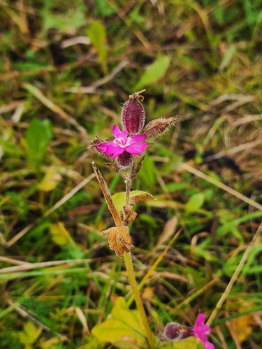 red campion