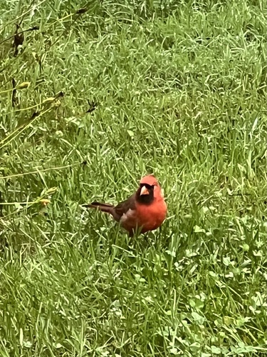 Northern Cardinal