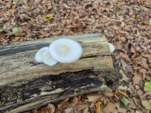 porcelain mushroom