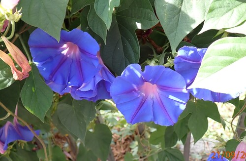 oceanblue morning glory
