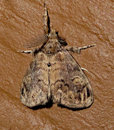 Definite Tussock Moth