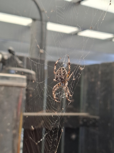 Cross Orbweaver