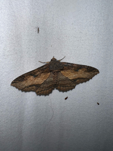 Lunate Zale Moth