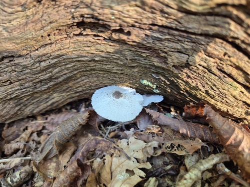 Skullcap Dapperling