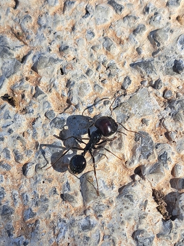 Barbary Harvester Ant