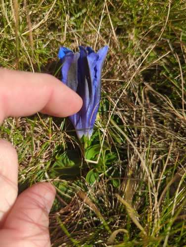 trumpet gentian