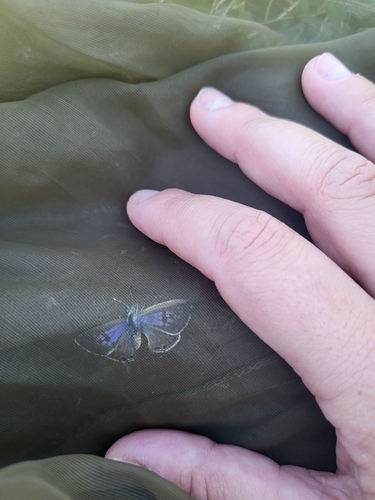 Lang's Short-tailed Blue