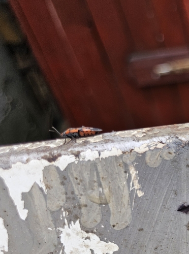 red cabbage bug