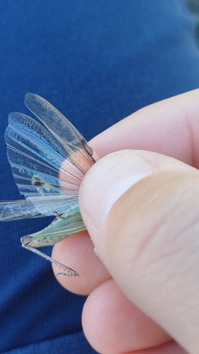 Puissant's Green-winged Grasshopper