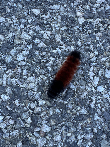 Isabella Tiger Moth