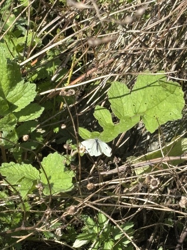 Small White