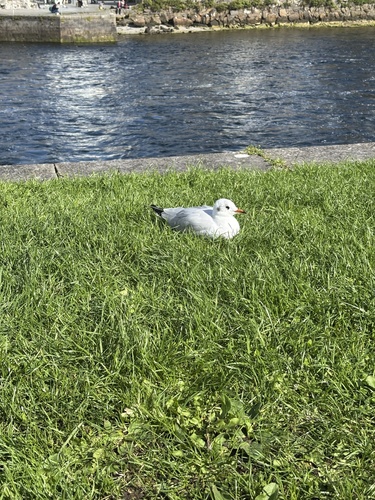 Black-headed Gull