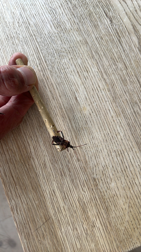 Western Conifer Seed Bug