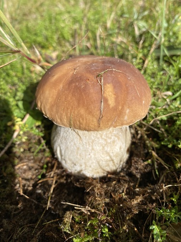 King Bolete