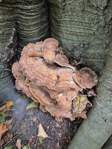 Giant Polypore