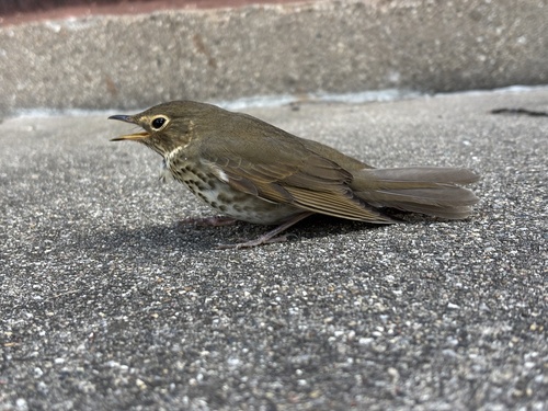 Swainson's Thrush