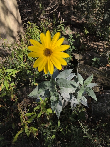 Jerusalem artichoke