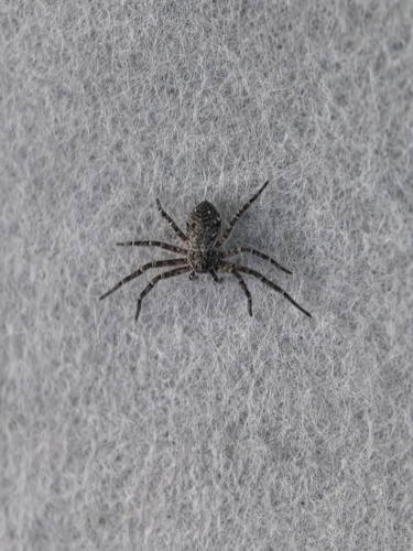Emargidromus emarginatus