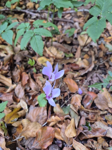 Ivy-leaved cyclamen