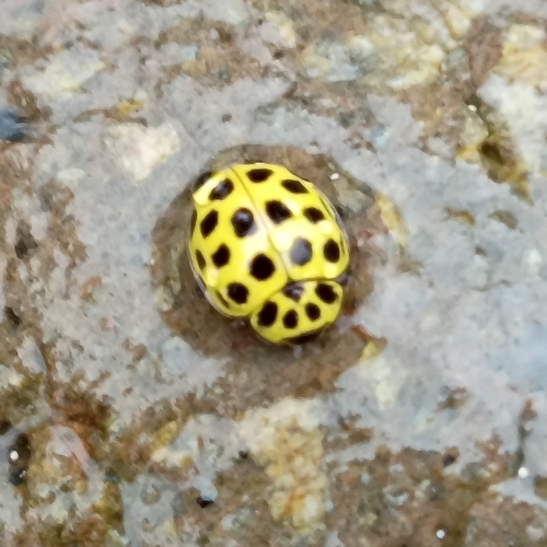 22-spot Ladybird