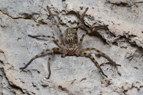 Walckenaer's Huntsman Spider