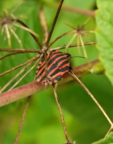 European Striped Shield Bug