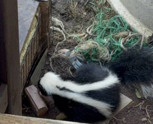 Striped Skunk