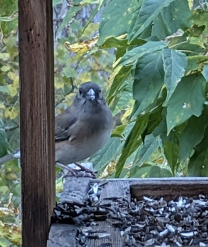 Dark-eyed Junco