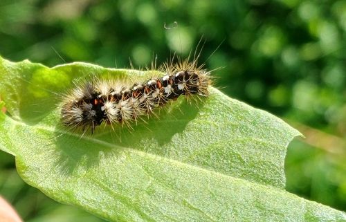 Knot Grass Moth