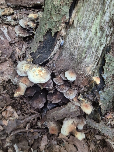 Sulphur Tuft