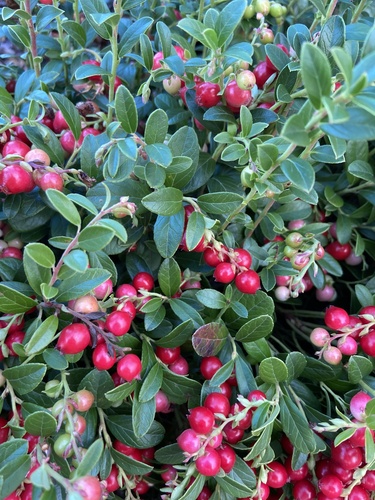 Lingonberry
