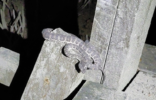 Mangrove Viper