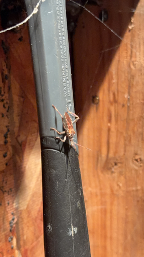 Western Conifer Seed Bug