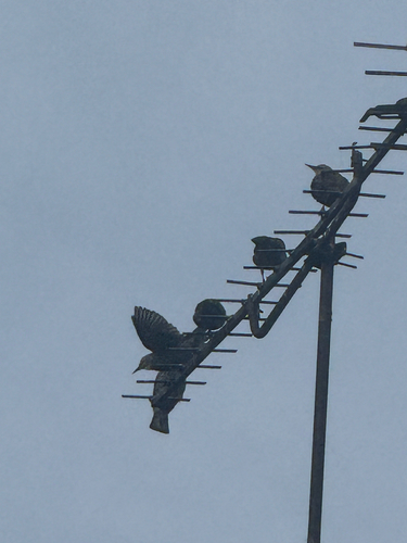 European Starling