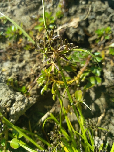 Brown Flatsedge