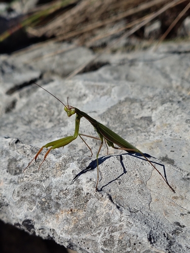 European Mantis