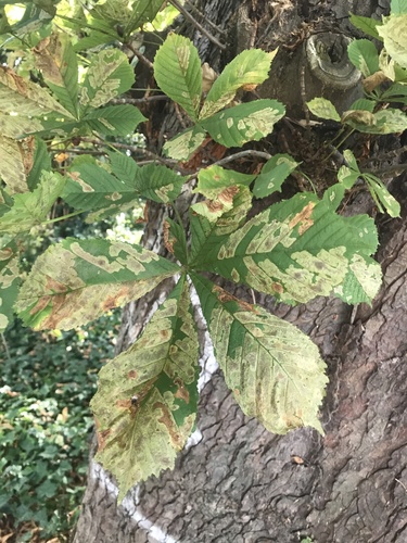 horse-chestnut