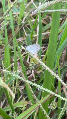 Eastern Tailed-Blue