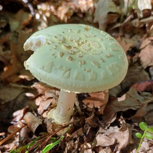 False Death-cap