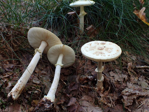 False Death-cap