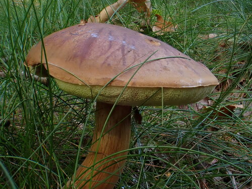 Bay Bolete
