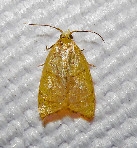 Batman Moth