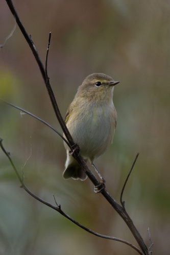 Common Chiffchaff