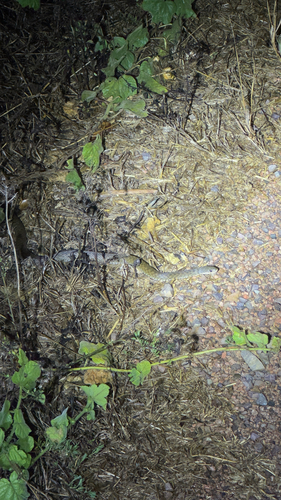 Common keelback