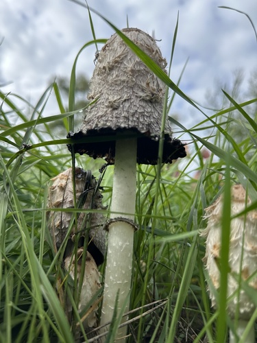 Shaggy Mane