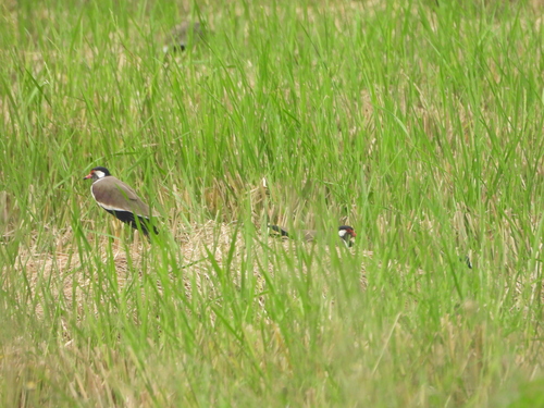 Red-wattled Lapwing