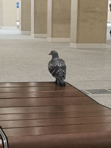 Feral Pigeon