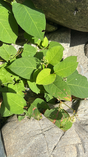 Japanese knotweed