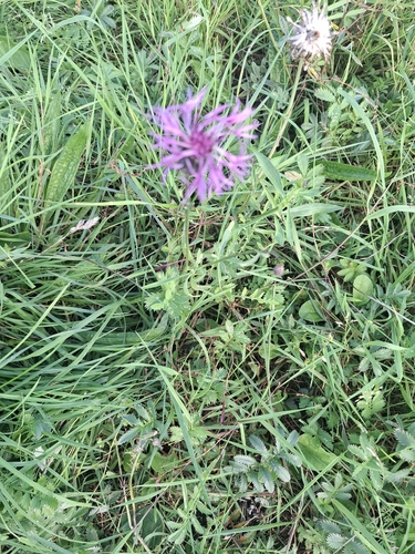 Greater Knapweed